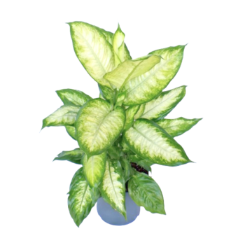 Dieffenbacchia