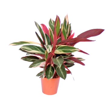 Stromanthe Triostar