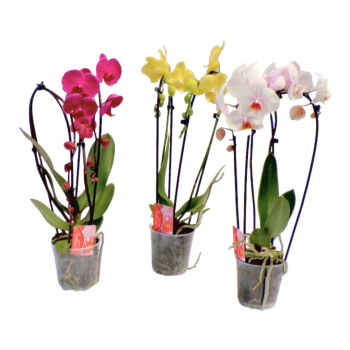 Phalaenopsis