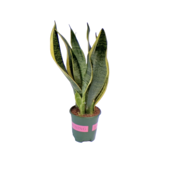 Sanseveria Laurenti