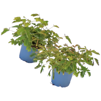 Sensitiva Acacia Pudica
