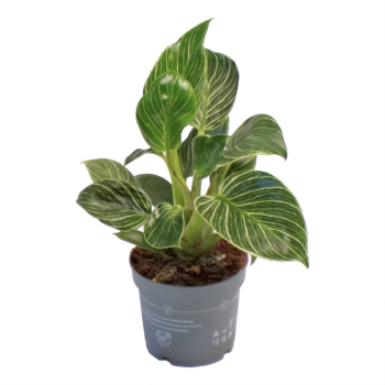 Philodendron Zebra Variegato
