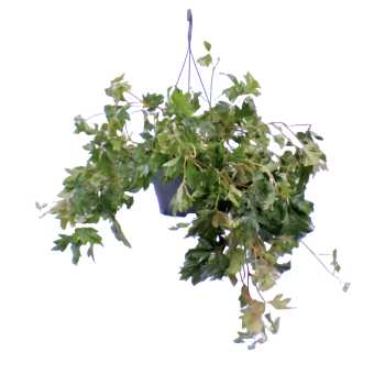 Cissus Cadente