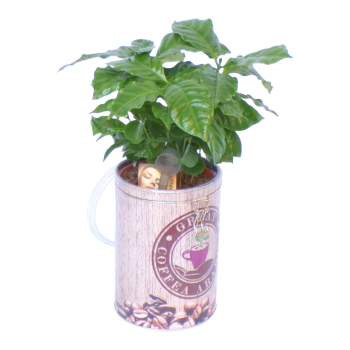 Pianta Del Caffe Con Barattolo Cilindrico