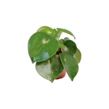 Peperomia Rana Polly