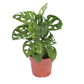 Philodendron Monstera Obliqua
