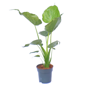 Alocasia Green