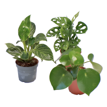 Offerta Tris Philodendron + Peperonia 