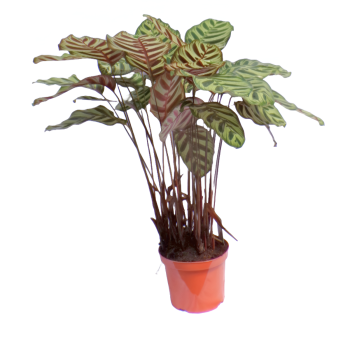 Calathea Makoiana