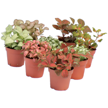 Fittonia