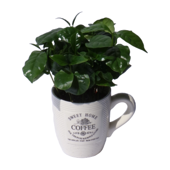 Pianta Del Caffè 