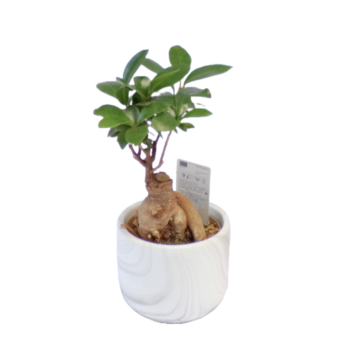 Bonsai Ficus Ginseng