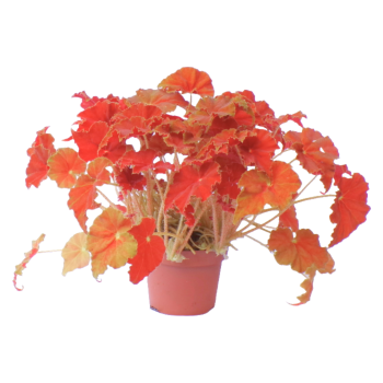 Begonia Fire