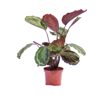 Calathea Medallion Maranta