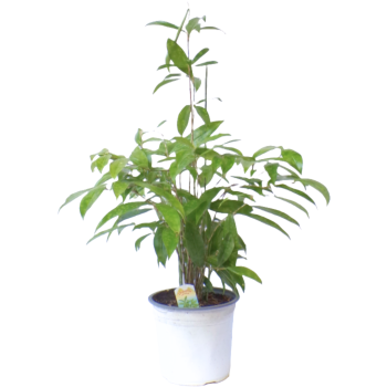 Pleomele Dracaena