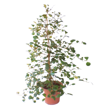 Scheflera Verde