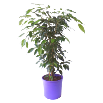 Ficus Beniamino Daniel